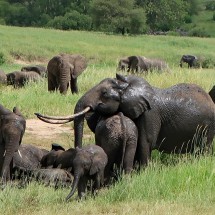 Elephants enjoying mud